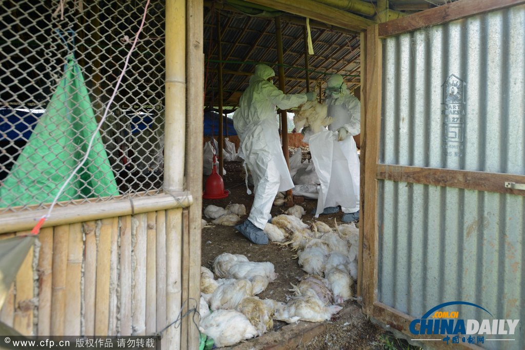 為防禽流感蔓延 尼泊爾捕殺禽類50萬只（高清組圖）