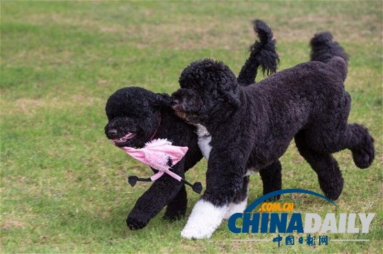 奧巴馬夫婦新寵物狗亮相白宮 與“第一狗”系兄妹