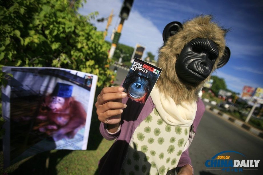 印尼動物保護(hù)主義者街頭“變身” 抗議將猩猩當(dāng)寵物（組圖）