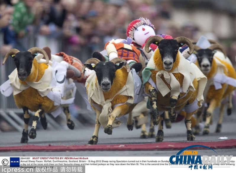 英國(guó)綿羊賽跑大賽 趣味十足別開生面（組圖）