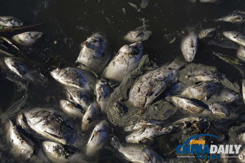巴西奧林匹克公園附近發(fā)現(xiàn)10噸死魚 疑水污染所致（組圖）
