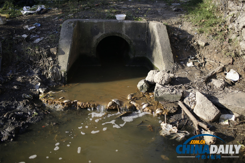 巴西奧林匹克公園附近發(fā)現(xiàn)10噸死魚 疑水污染所致(組圖)