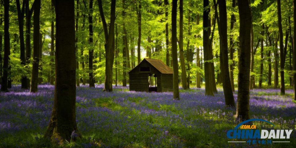 英國(guó)森林?jǐn)z影大賽佳作精彩無限 仿佛帶你走入世外桃源