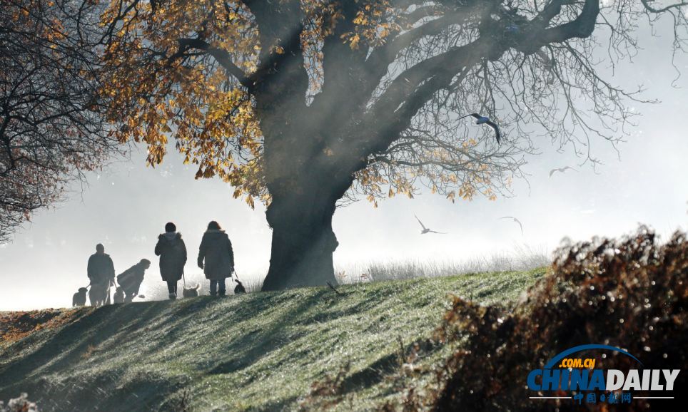 英國森林攝影大賽佳作精彩無限 仿佛帶你走入世外桃源