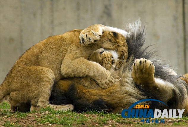 小獅子死纏老爸同玩耍惹“獅吼” 頑皮萌態(tài)惹人愛（組圖）