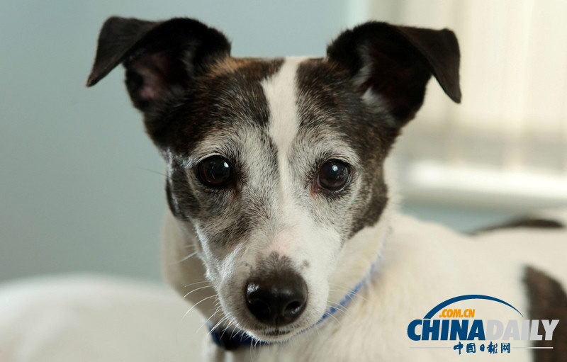 英國貪吃狗狗吞下80塊石子險喪命(組圖)