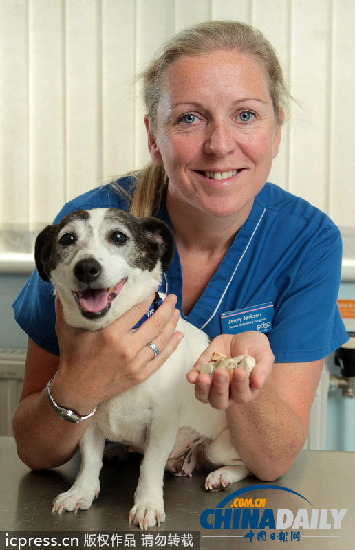 英國貪吃狗狗吞下80塊石子險喪命(組圖)