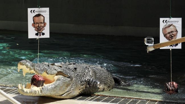 澳大利亞“通靈鱷魚”預(yù)測大選:陸克文敗北