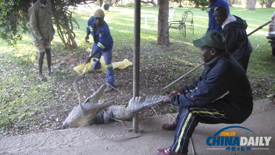 津巴布韋鱷魚(yú)潛入民居 藏身床下一夜未被發(fā)現(xiàn)