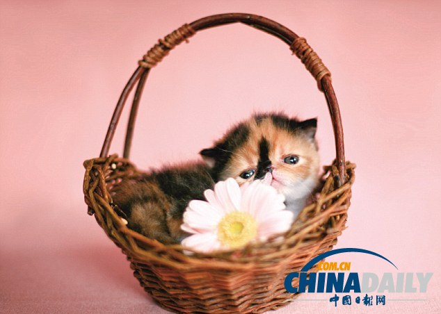 “世界第一萌貓”躥紅網(wǎng)絡(luò) 臥在杯中小巧可愛