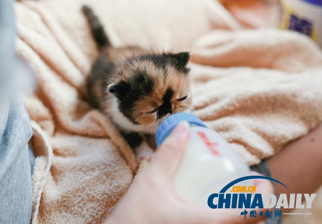 “世界第一萌貓”躥紅網(wǎng)絡(luò) 臥在杯中小巧可愛(ài)