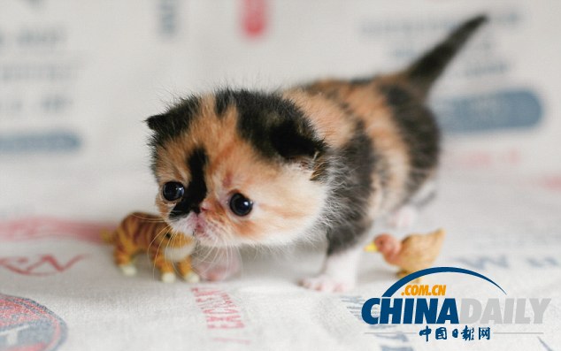 “世界第一萌貓”躥紅網(wǎng)絡(luò) 臥在杯中小巧可愛