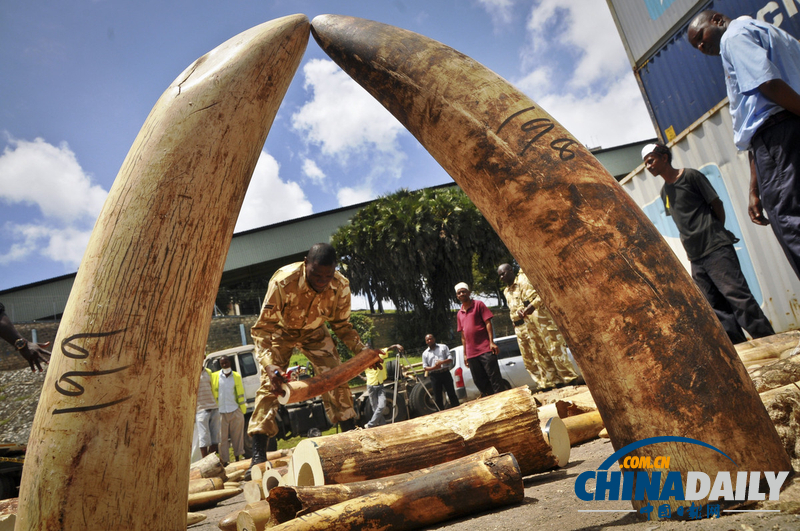 肯尼亞海關(guān)繳獲1600根非法走私象牙(圖)