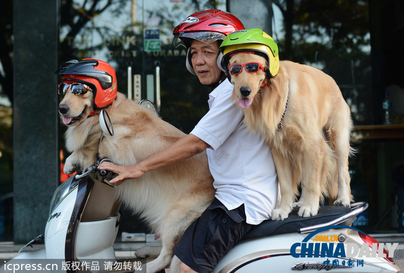 狗狗戴墨鏡頭盔坐摩的 與主人一起兜風(fēng)超酷