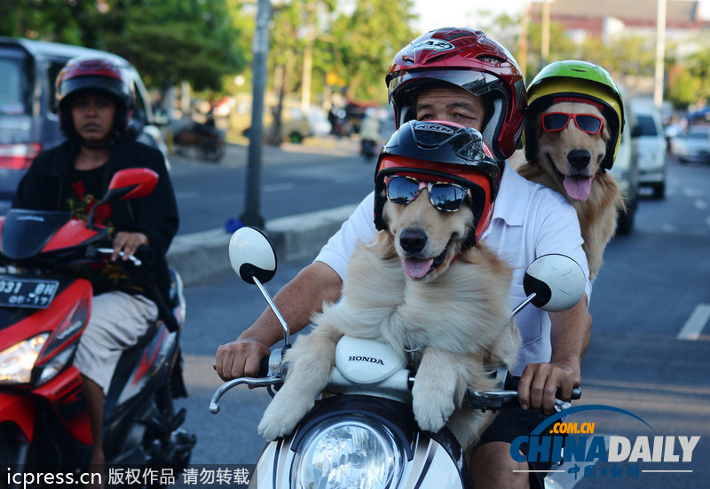 狗狗戴墨鏡頭盔坐摩的 與主人一起兜風(fēng)超酷