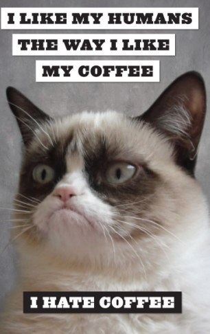 精靈古怪“壞脾氣貓”爆紅 一同領(lǐng)略霸氣背后的悲傷