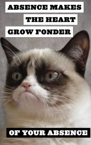 精靈古怪“壞脾氣貓”爆紅 一同領(lǐng)略霸氣背后的悲傷