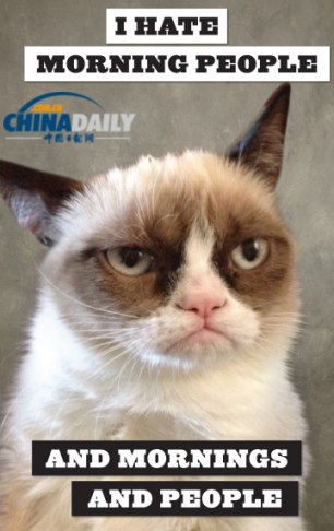 精靈古怪“壞脾氣貓”爆紅 一同領(lǐng)略霸氣背后的悲傷