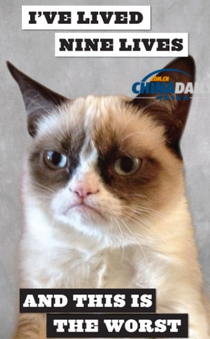 精靈古怪“壞脾氣貓”爆紅 一同領(lǐng)略霸氣背后的悲傷