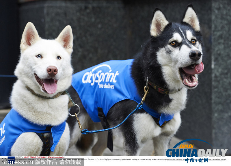 備戰(zhàn)圣誕季 英國快遞公司演練狗拉雪橇送包裹(高清組圖)