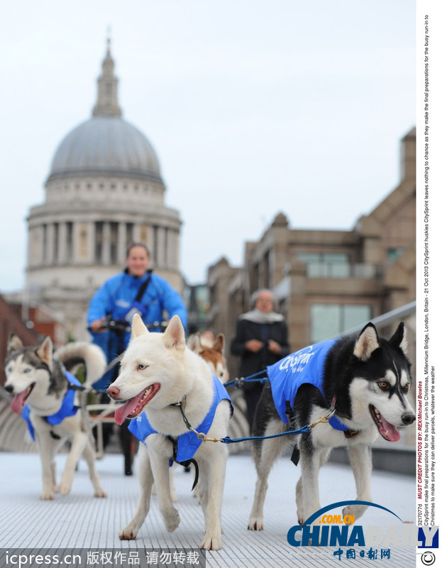 備戰(zhàn)圣誕季 英國快遞公司演練狗拉雪橇送包裹（高清組圖）