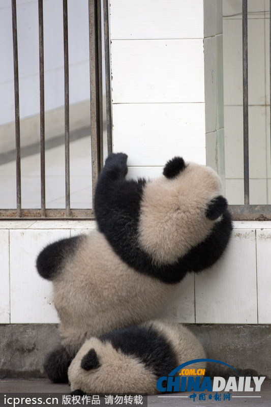 熊貓搭檔上演驚天大逃亡 不敵腿短越獄終告失敗