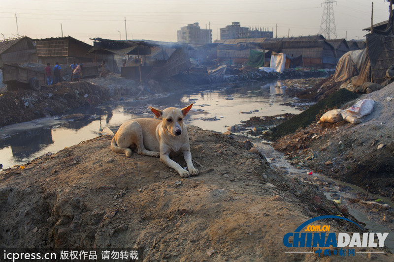 圖片故事：孟加拉國人在因造皮革受污染環(huán)境中生活