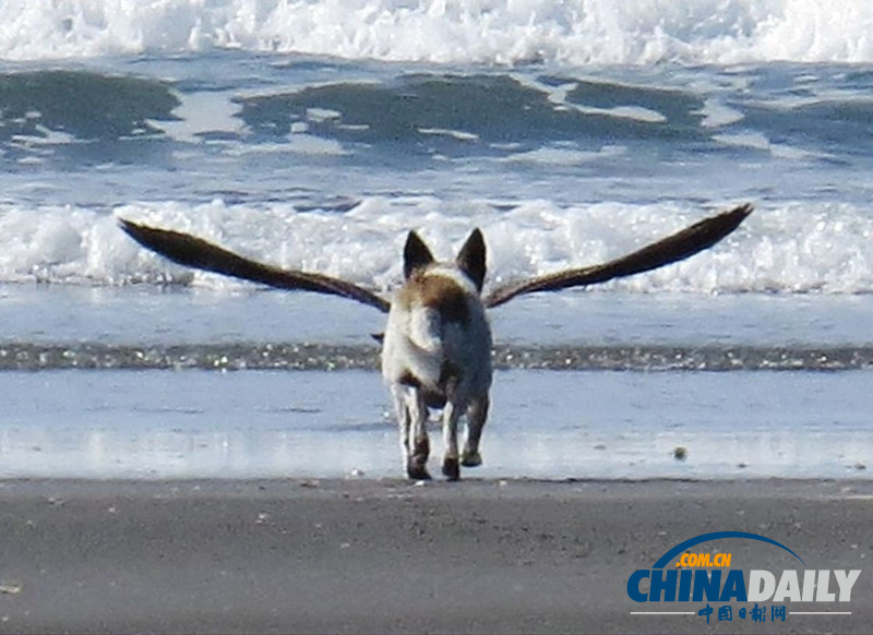 眼見(jiàn)也不一定為實(shí) 盤(pán)點(diǎn)錯(cuò)位照片騙你沒(méi)商量