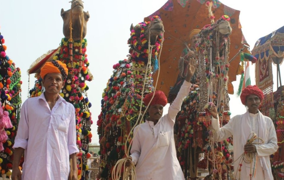 圖：直擊印度駱駝選美大賽 數(shù)萬(wàn)駱駝盛裝亮相