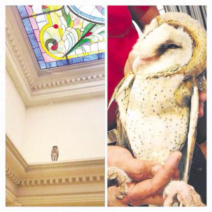 漂亮貓頭鷹夜闖新加坡總理府 李顯龍社交網(wǎng)分享照片