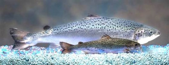 加拿大開全球先例 批準基因改造三文魚