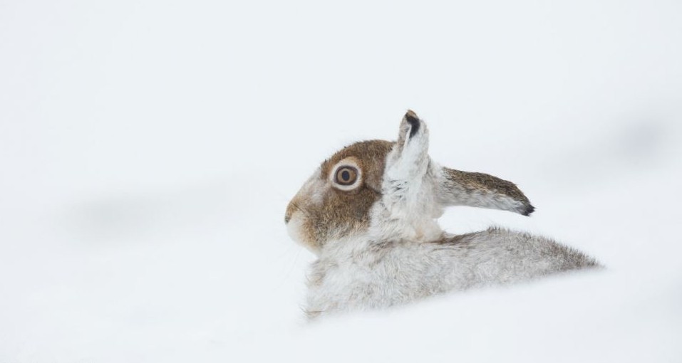 組圖：白熊拆禮物松鼠打雪仗 小動(dòng)物們的圣誕時(shí)刻