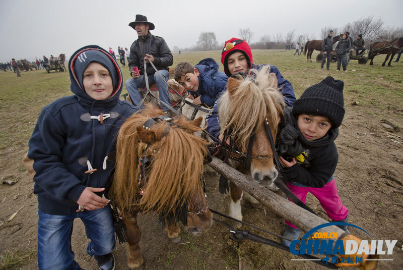 羅馬尼亞人縱馬馳騁慶祝主顯節(jié) 矮腳小馬萌翻鏡頭