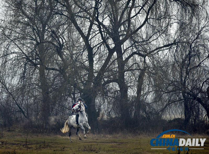 羅馬尼亞人縱馬馳騁慶祝主顯節(jié) 矮腳小馬萌翻鏡頭