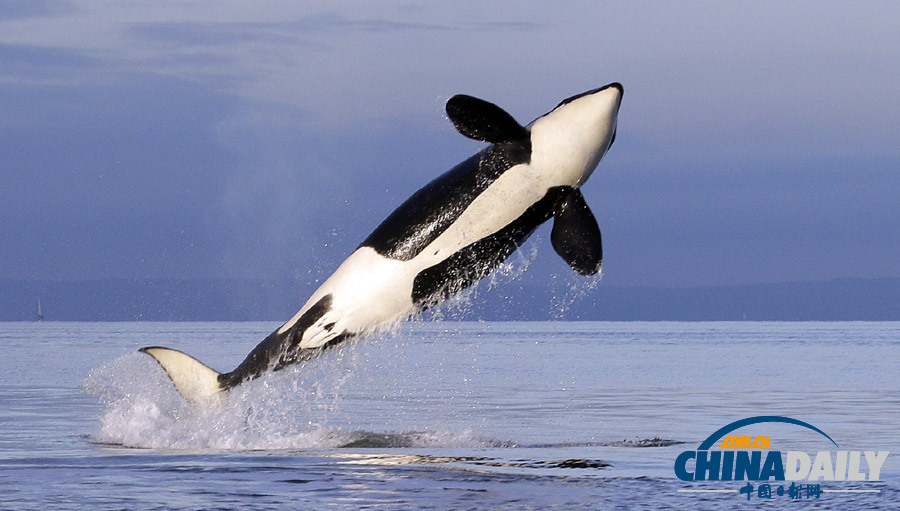 一周看天下:洪水中的天鵝