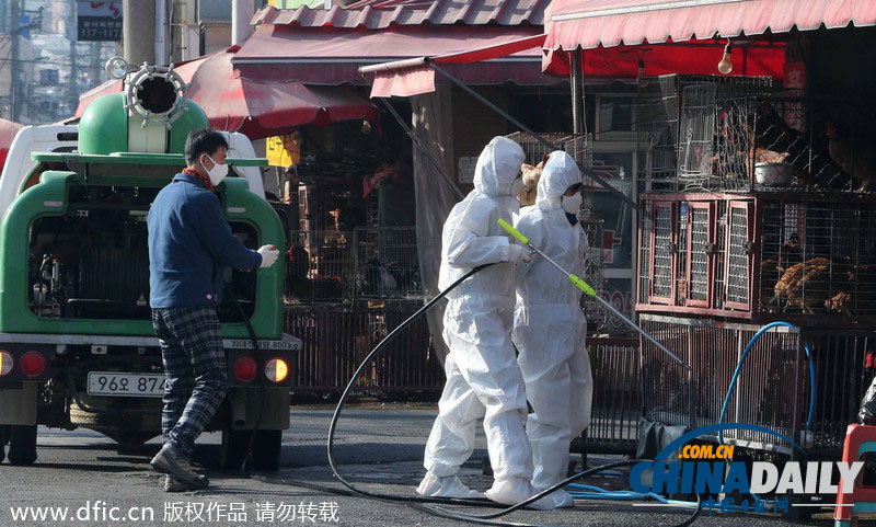 韓國官兵赴禽流感疫區(qū)開展宰殺工作