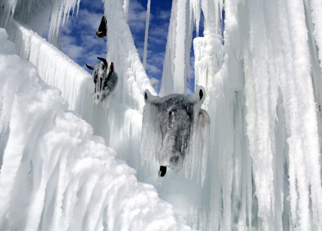 土耳其教授用牛頭制作恐怖冰雕 呼吁反對(duì)校園暴力