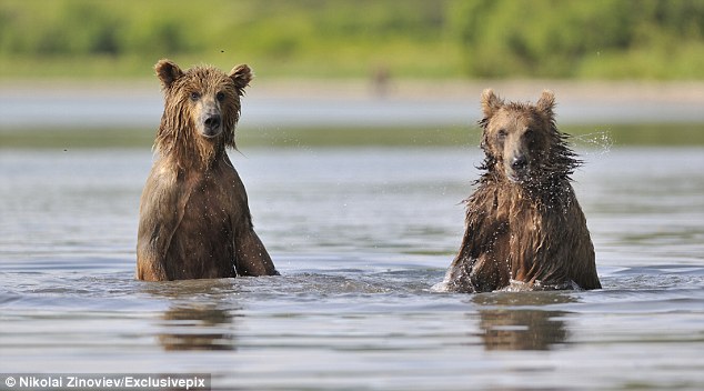 組圖:俄羅斯棕熊見(jiàn)到姐妹興奮異常 大跳江南Style