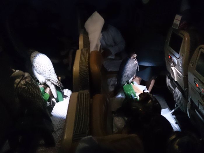 1只隼一個座位 阿拉伯男子帶12只隼坐飛機