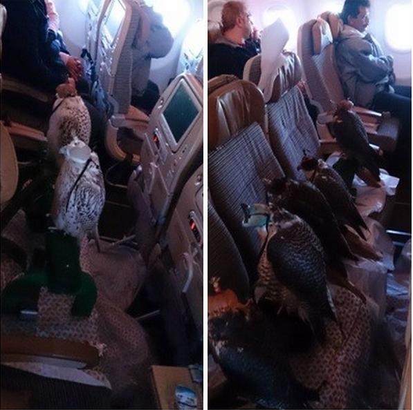 1只隼一個(gè)座位 阿拉伯男子帶12只隼坐飛機(jī)