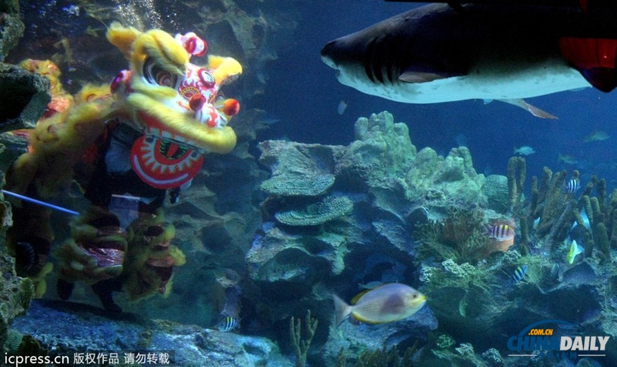 水下舞獅財(cái)神拜年 馬來西亞一水族館喜迎中國(guó)年