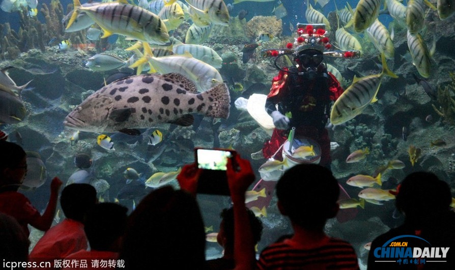 水下舞獅財(cái)神拜年 馬來西亞一水族館喜迎中國年