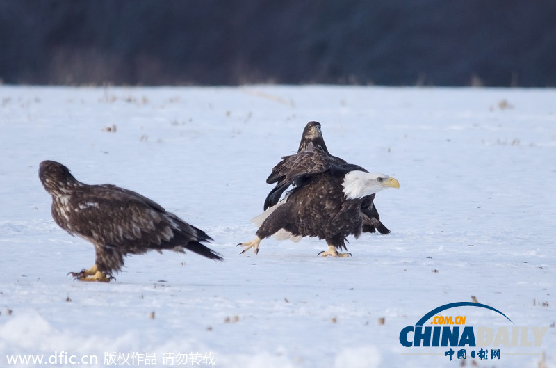 加拿大雪原上演華麗空戰(zhàn)：鷹擊長空護(hù)“主權(quán)”