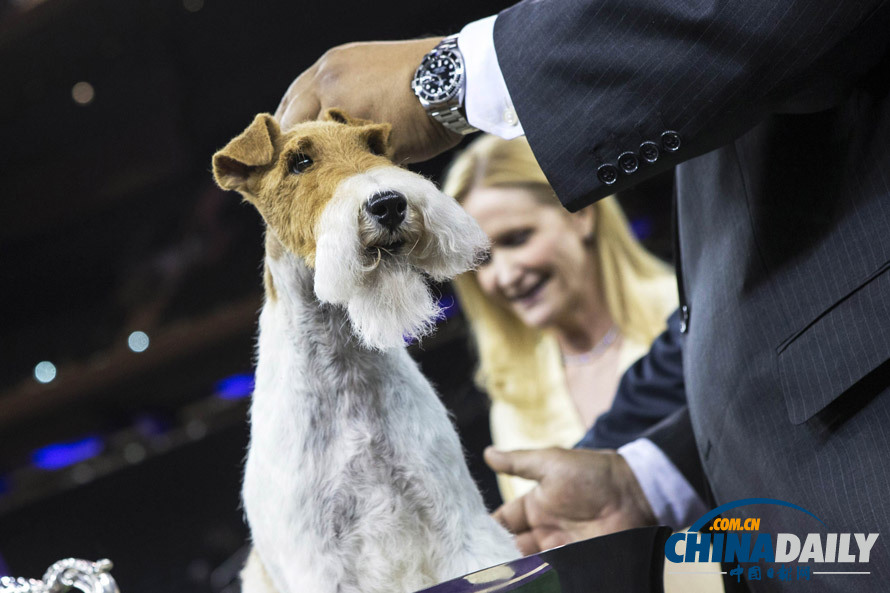 獵狐小狗贏得美國(guó)犬展大獎(jiǎng) 站獎(jiǎng)杯里“慶祝”