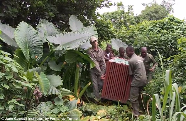網(wǎng)上瘋傳黑猩猩回歸野外前與救命恩人熱情擁抱照片