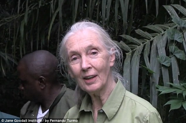 網(wǎng)上瘋傳黑猩猩回歸野外前與救命恩人熱情擁抱照片