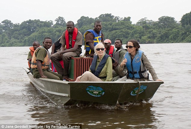 網(wǎng)上瘋傳黑猩猩回歸野外前與救命恩人熱情擁抱照片