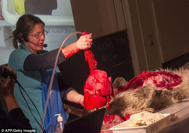 丹麥恐怖教學(xué)：小學(xué)生觀摩解剖狼尸