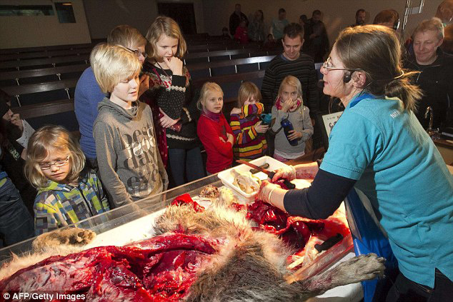 丹麥恐怖教學(xué)：小學(xué)生觀摩解剖狼尸