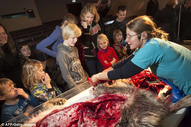 丹麥恐怖教學(xué)：小學(xué)生觀摩解剖狼尸